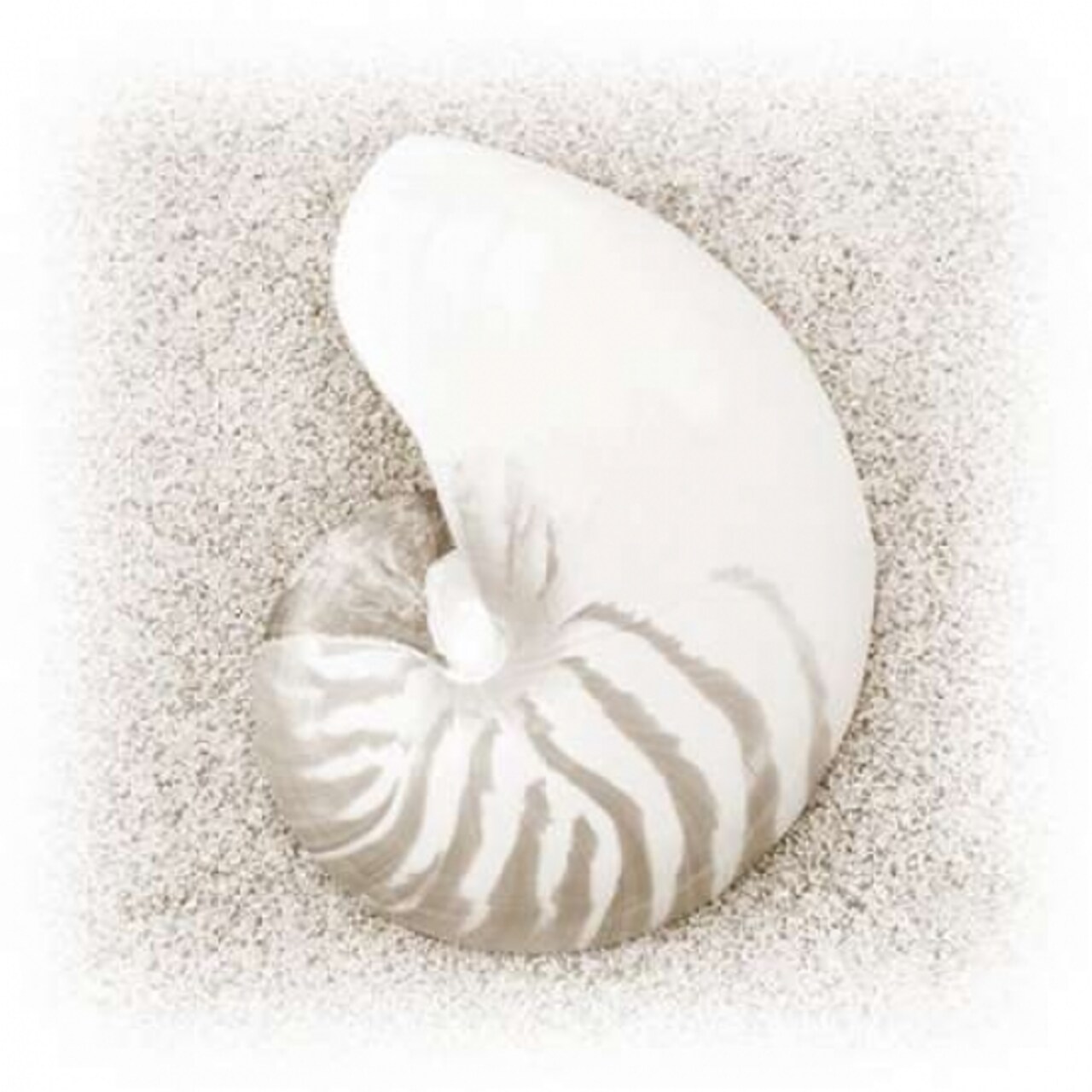 In the Sand III Poster Print by Jim Christensen - Item # VARPDXPSCRS210